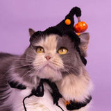 猫が着用したハロウィンかぼちゃニット帽子