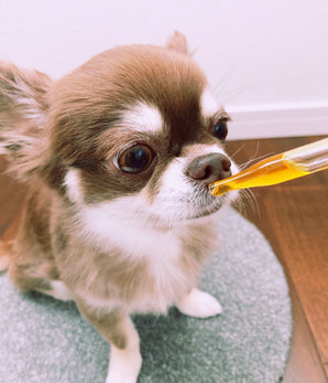 Kindrops（カインドロップス） メニクリアを使用する犬