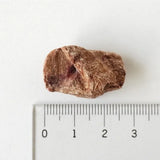 ホワイトフォックス 牛レバーのフリーズドライ30g 犬猫用おやつ 実物